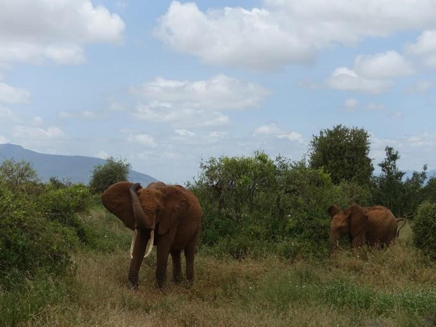 Obsah obrázku venku, savec, obloha, tráva
Popis byl vytvořen automaticky
